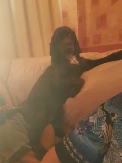 Chien perdu Cocker Anglais