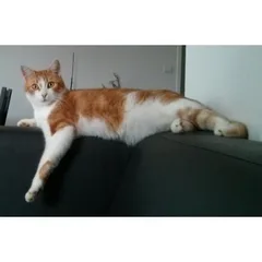 Chat perdu : Sans race particulière (Vega)