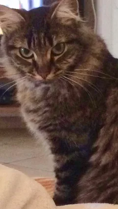 Chat perdu Européen