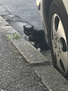 Chat trouvé Croisé
