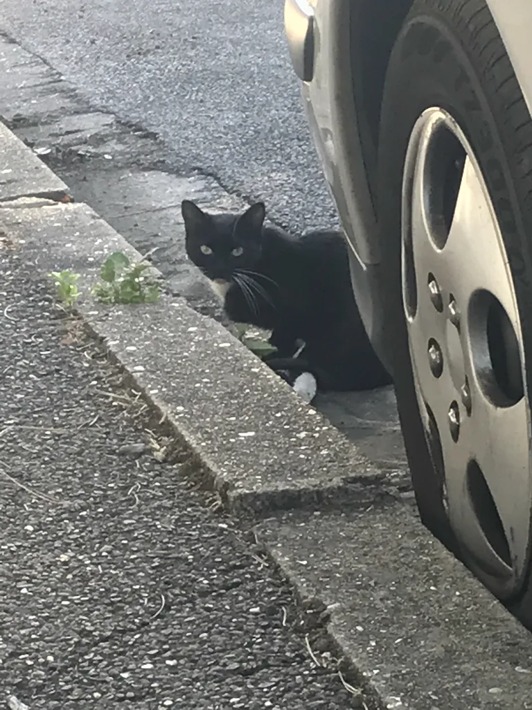 Chat trouvé