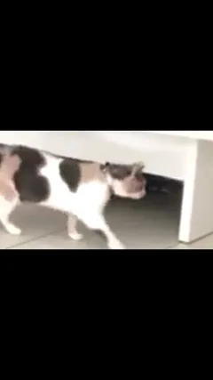 Chat perdu Croisé