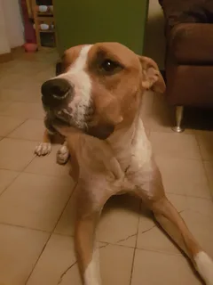 Chien trouvé Staffordshire Bull Terrier