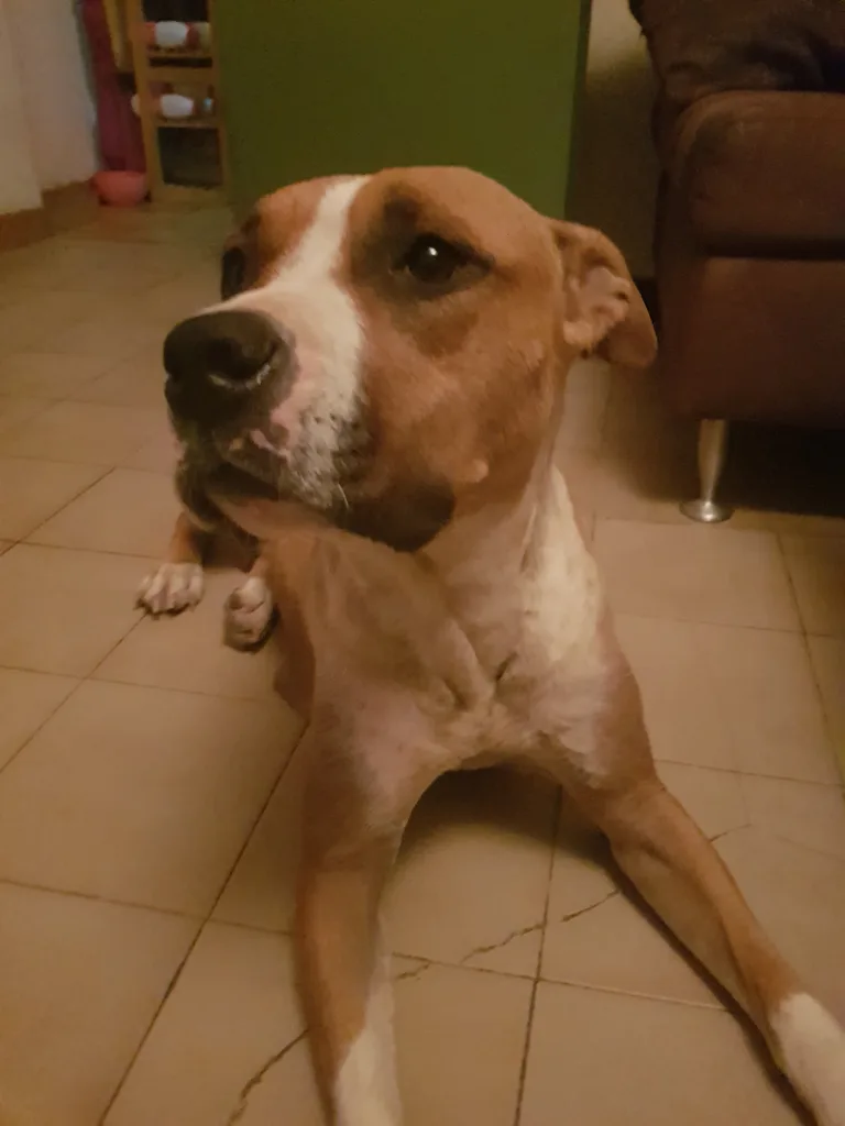 Chien trouvé