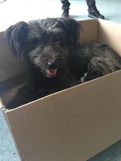 Chien trouvé Caniche