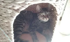 Chat perdu Européen