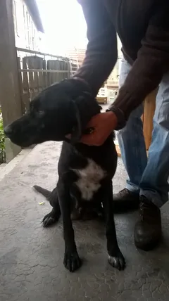 Chien trouvé Colley