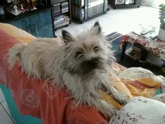 Chien perdu Cairn Terrier