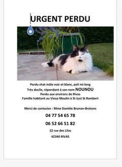 Chat perdu Européen