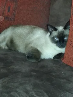 Chat perdu Siamois