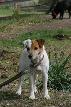 Chien perdu Jack-Russell-Terrier