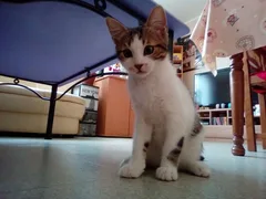 Chat perdu Sans race particulière