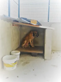 Chien trouvé Chien Courant