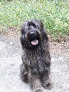 Chien perdu Berger de Brie