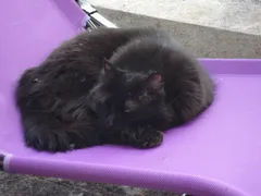 Chat perdu Européen