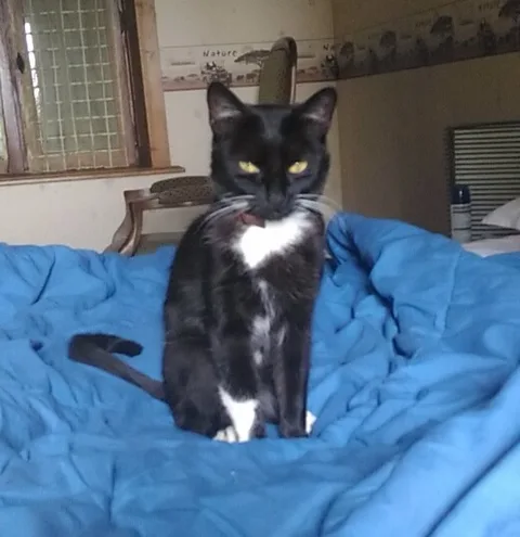 Chat trouvé