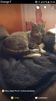Chat perdu Chat Tigre
