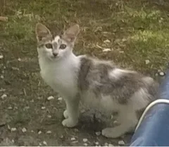 Chat trouvé Chat Tigre