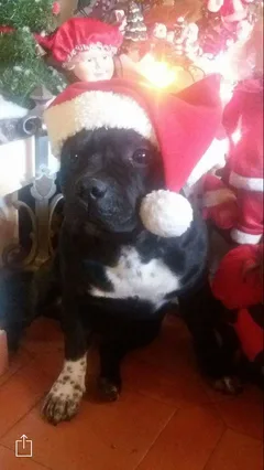 Chien perdu Staffordshire Bull Terrier
