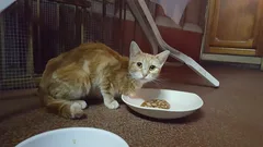 Chat trouvé Européen