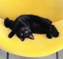 Chat perdu Européen