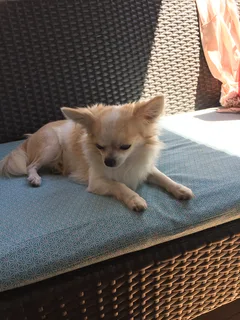 Chien perdu Chihuahua