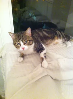 Chat trouvé Européen