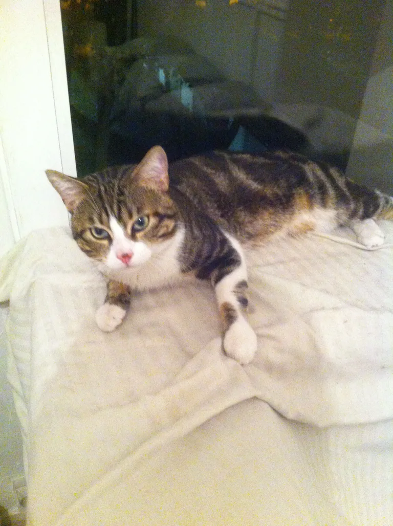 Chat trouvé