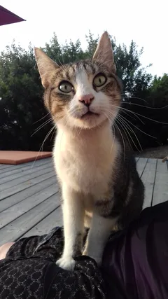 Chat trouvé Européen