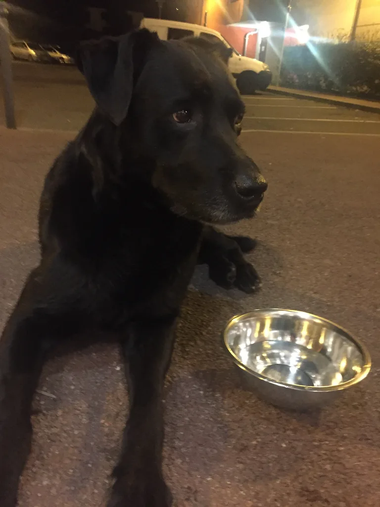 Chien trouvé