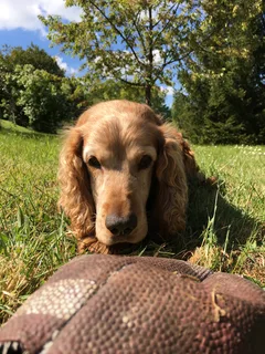 Chien perdu Cocker Anglais