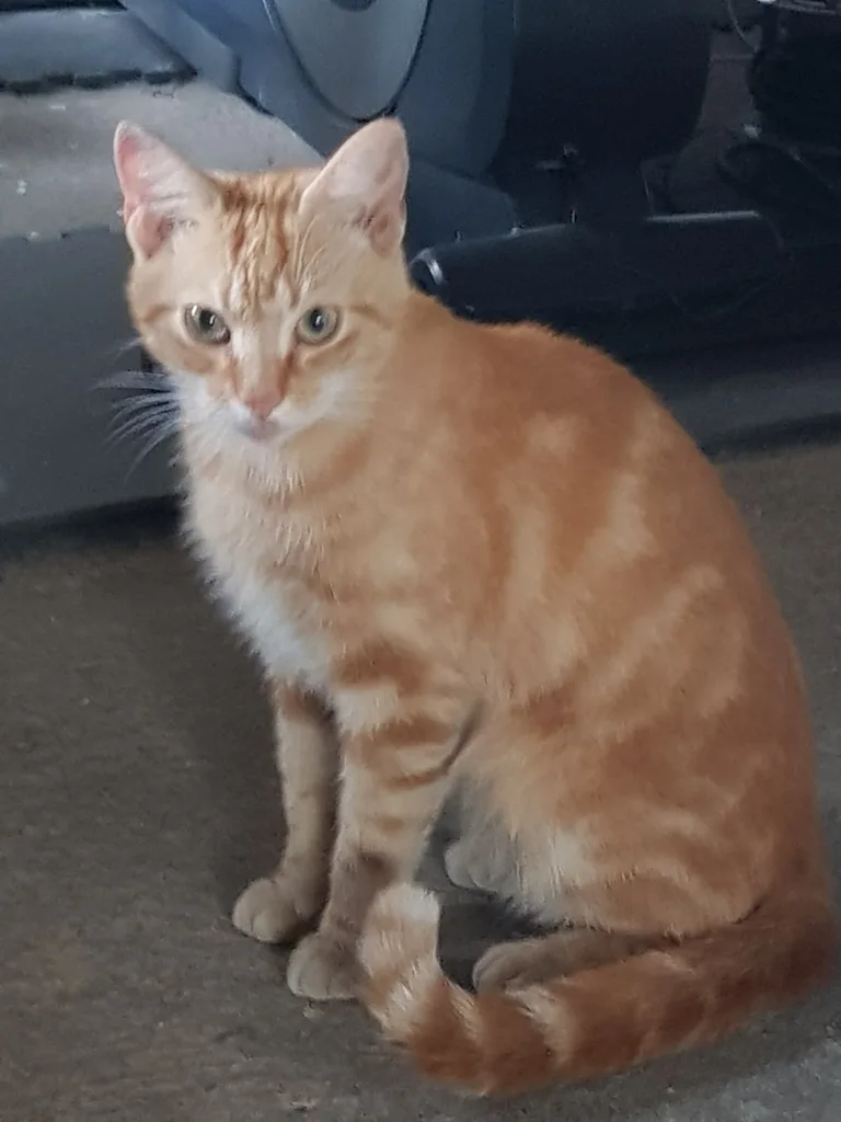 Chat trouvé