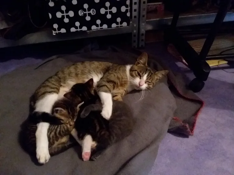 Chat trouvé