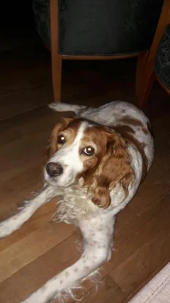 Chien perdu Epagneul Breton