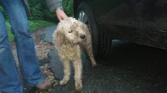 Chien trouvé Griffon Fauve de Bretagne
