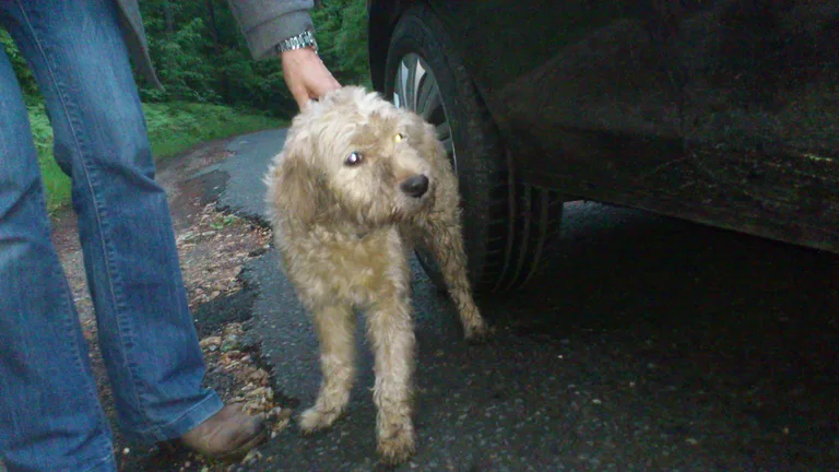 Chien trouvé