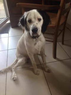 Chien perdu Setter Anglais