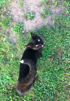 Chat trouvé Européen