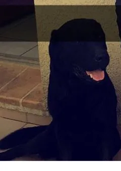 Chien perdu Labrador-Retriever