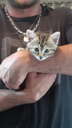 Chat perdu Chat Tigre