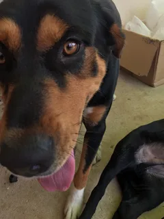 Chien trouvé Beauceron
