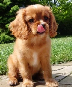 Chien perdu Cavalier King Charles