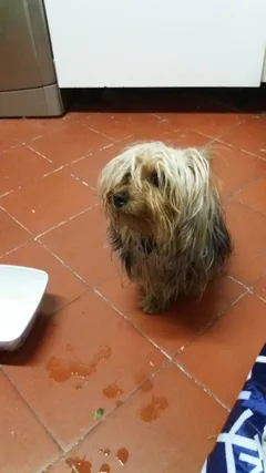 Chien trouvé Yorkshire Terrier
