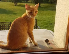 Chat trouvé Européen