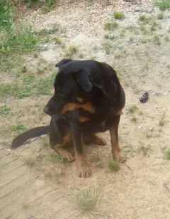 Chien perdu Beauceron