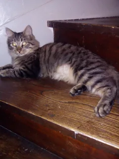Chat perdu Maine Coon