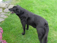 Chien perdu Labrador-Retriever