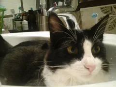 Chat perdu Européen