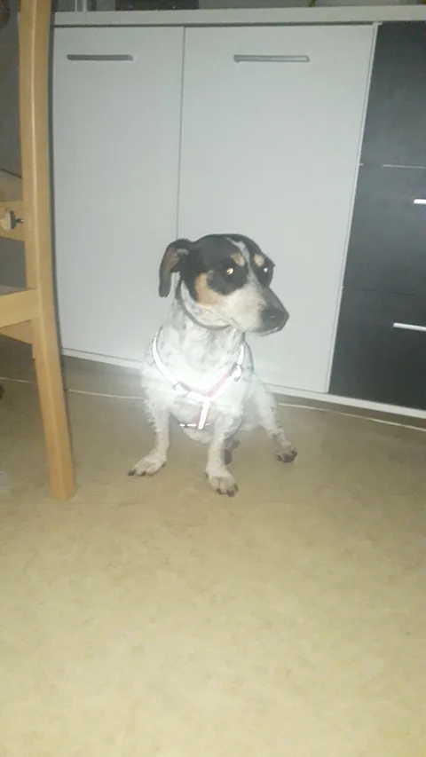 Chien trouvé