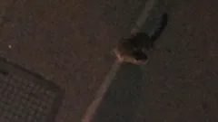 Chat trouvé Chat Tigre